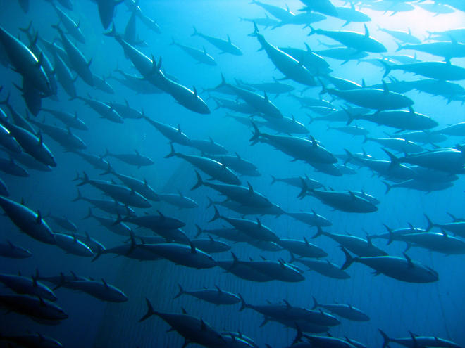 School of tuna in the water. Photo: Greenpeace.