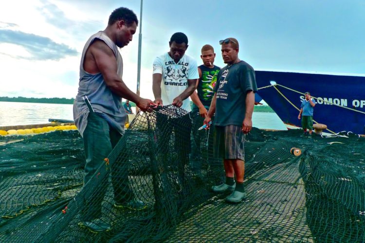 Solomon Islands: Fixing the net in Kitano wharf, Noro - copyright Francisco Blaha