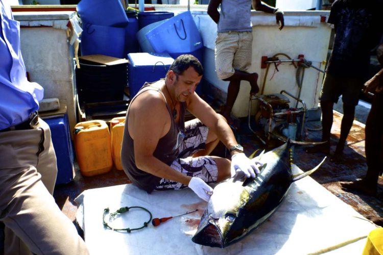 Checking out a tuna - copyright Francisco Blaha