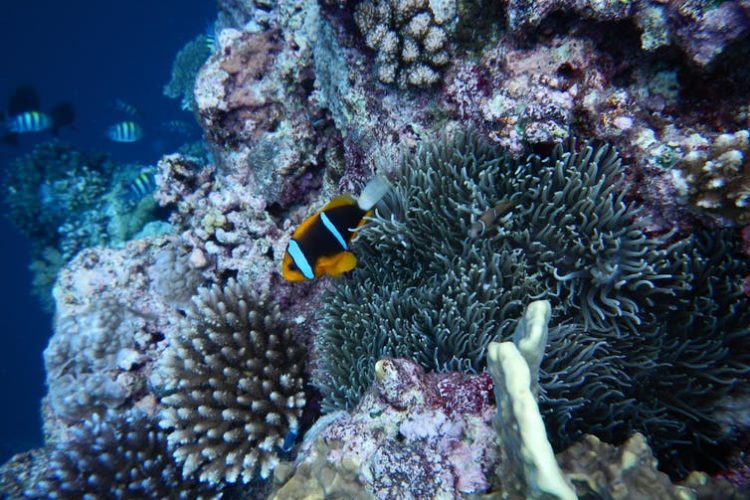 Reefs in Palau - Rebecca Gruby