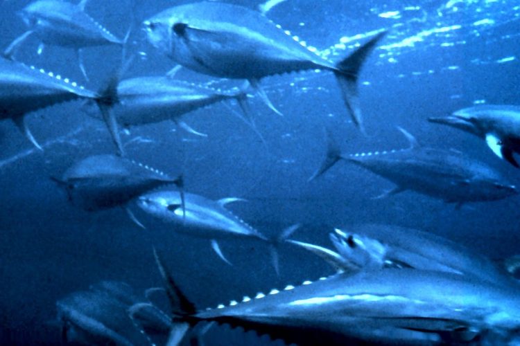 School of yellowfin tuna at sea. Photo WWF