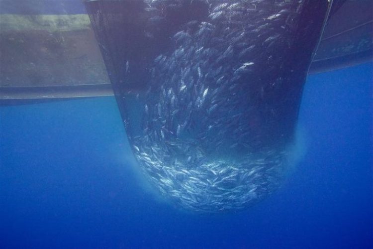 Underwater photo of a school of skipjack tuna caught in a purse-seine net. The bottom of the fishing vessel is also visible. Photo Undercurrent News.