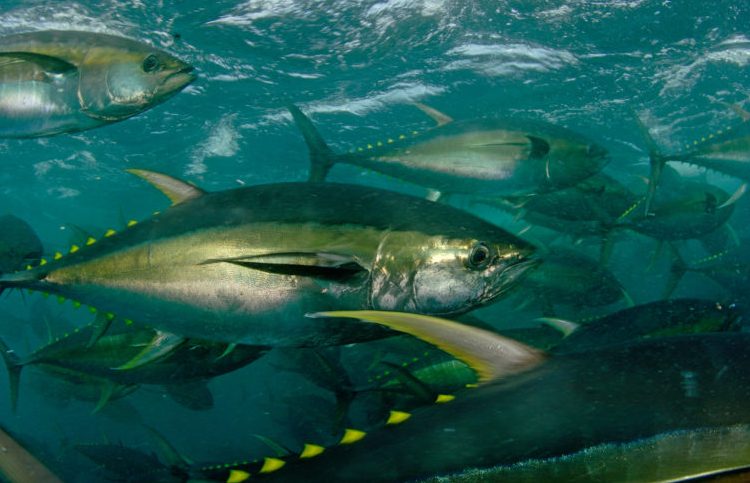 Yellowfin tuna swimming in a school in the ocean. Photo World Wildlife Fund.