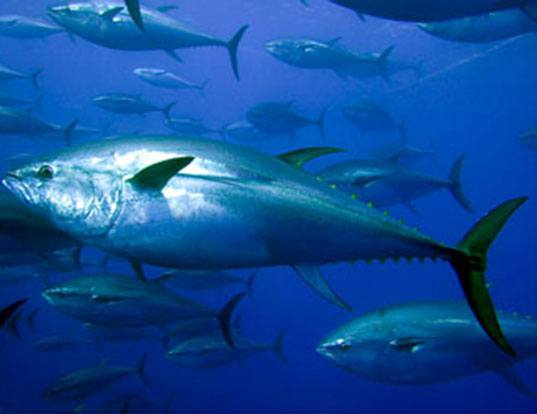 Albacore tuna (Thunnus alalunga) in school in ocean