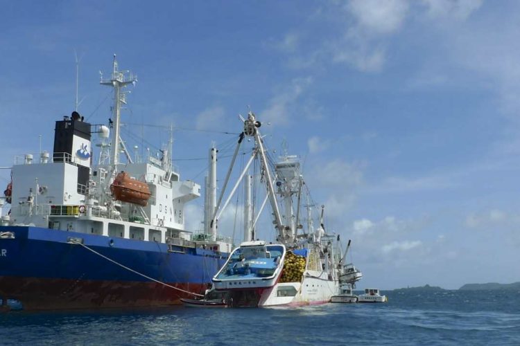 Transhipment of tuna catch in Phonpei Lagoon, Federated States of Micronesia. Photo: Francisco Blaha.