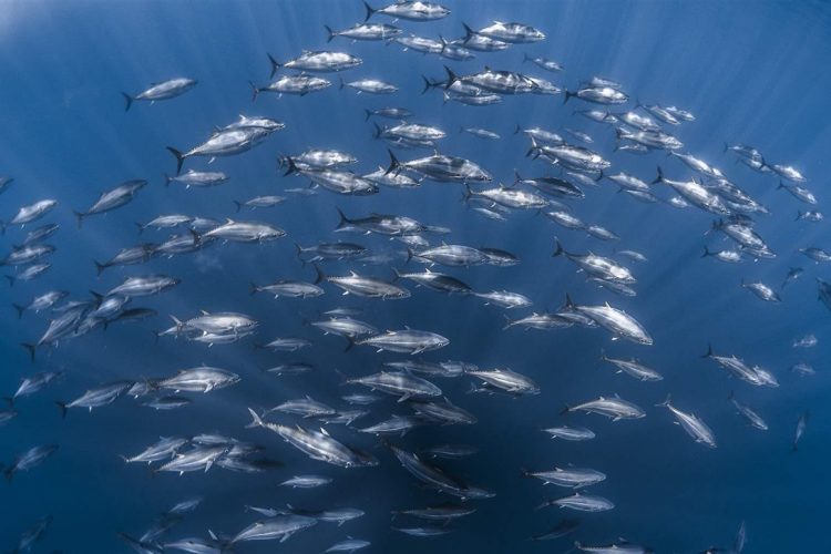 school of tuna in ocean, photo by Greg Lecoeur