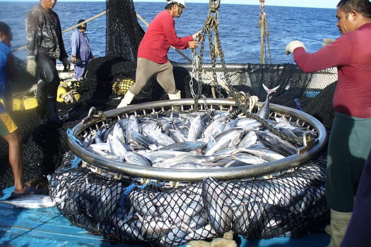 A catch of tuna is hauled onto deck of fishing vessel. Photo: Pacific Community (SPC)