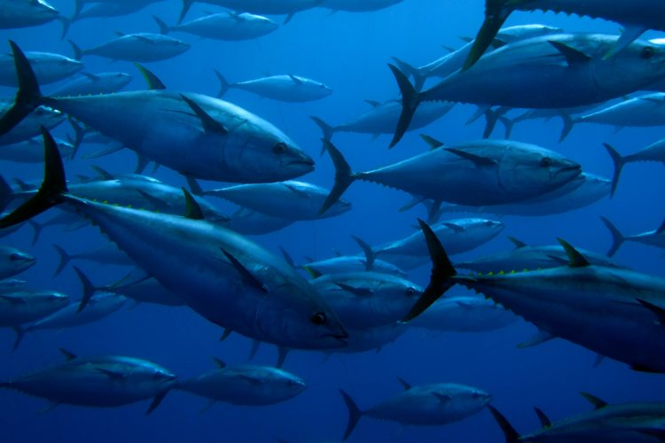 School of yellowfin tuna. Photo by Guido Montaldo.