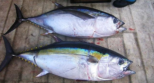 Two bigeye tuna landed. Photo NOAA