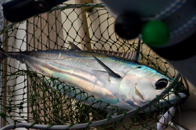 Yellowfin tuna, Thunnus albacares, in net. Photo: Graham and Dairne/Flickr.