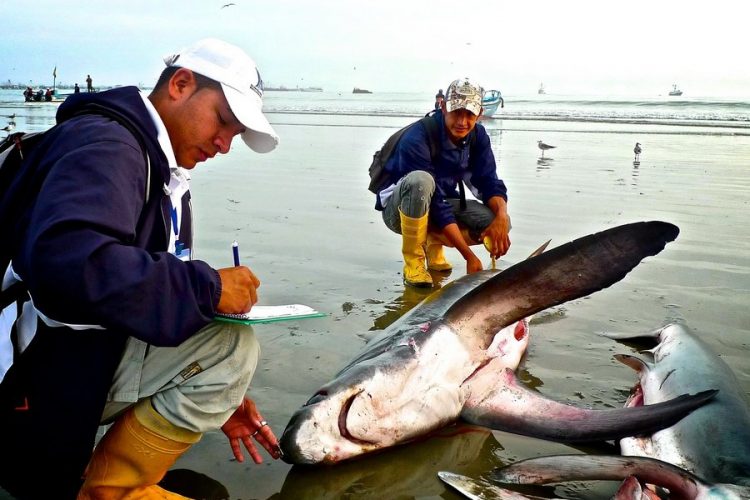 Measuring dead shark on beach photo by Francisco Blaha
