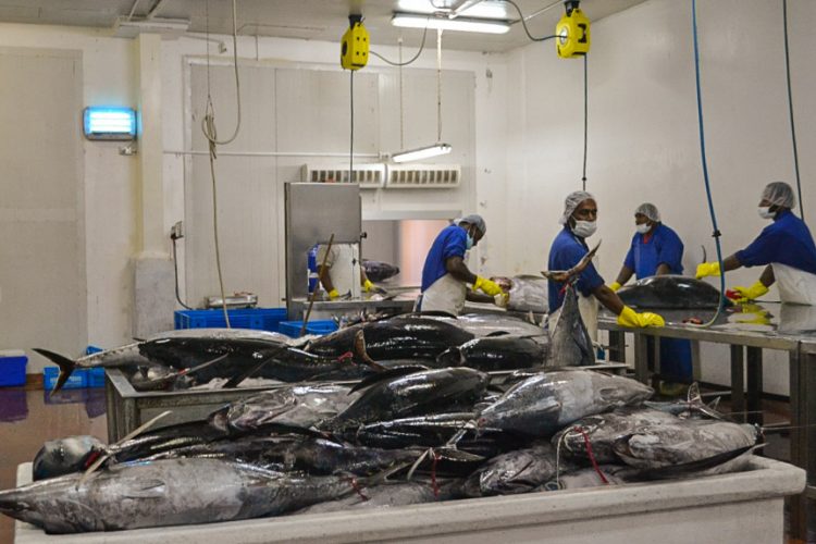South Pacific albacore tuna being processed at the Solander plant in Fiji. Photo: WWF Pacific.