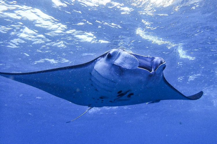Manta ray swimming in the ocean, taken from below so that its undersurface is revealed and sunlight glints on the surface of the water above it. Photo by Sasuke Shinozawa [CC BY-SA 4.0]