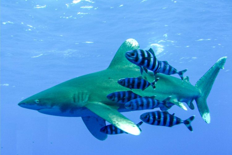 Oceanic whitetip shark accompanied by a species of striped pilot fish. Photo by Johan Lantz, CC BY-SA 3.0