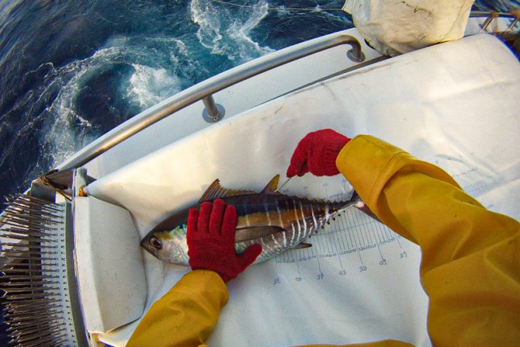A live tuna lies in a cradle on a boat. It is begin tagged for scientific research. Photo Pacific Community