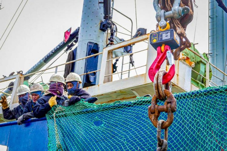 Testing hanging crane scales during tuna transhipment Majuro Marshall Islands. Hook with large chain hanging from it right side of image, on left side of image mean in hand hats on deck of ship holding a net. Photo Francisco Blaha.