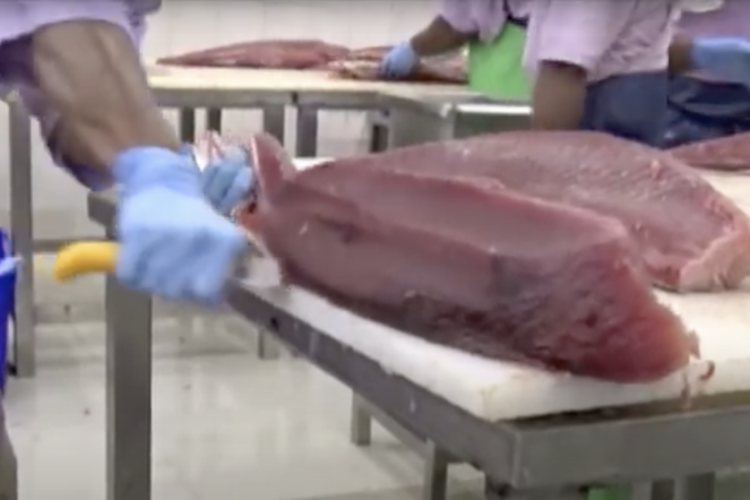screen shot from Marshall Islands Journal video of fresh tuna processing at Marshall Islands Fishing Venture plant in Majuro
