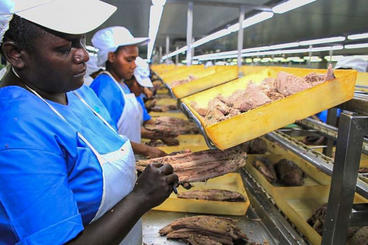 Women in production line at Noro tuna cannery, Solomon Islands