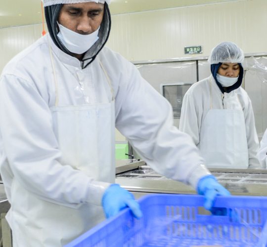 Two men wearing hair nets, face masks, gloves and aprons inside a room. One grasps a blue crate that holds tuna steaks.