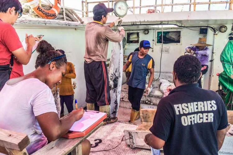 Female Solomon Islands Fisheries officer Sandy Manongi (left), assists in recording and reporting of tuna catches on board a fishing vessel at Honiara port. Photo: Francisco Blaha.