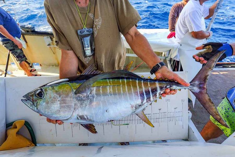 Man holds a bigeye tuna with archival tag inserted into its abdomen about to be released back into the ocean during Pacific Community's 2020 tuna tagging research cruise. Photo SPC.