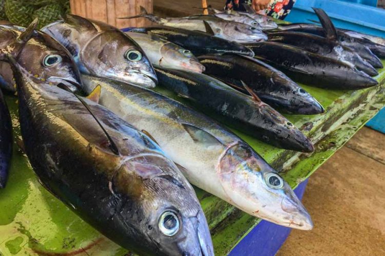 Freshly caught tuna for sale at the Gizo Fish Market, Solomon Islands. Photo George J Maelagi.
