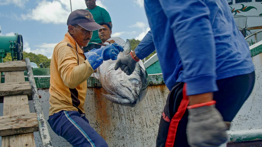 Workers in Palau unload a catch of yellowfin and bigeye tuna from the country's only longline fishing vessel. Photo Richard Brooks.