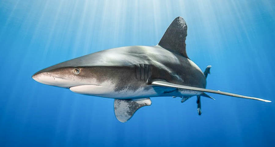oceanic whitetip shark, Carcharhinus longimanus. Photo: Simon Lorenz/WWF-Hong Kong.