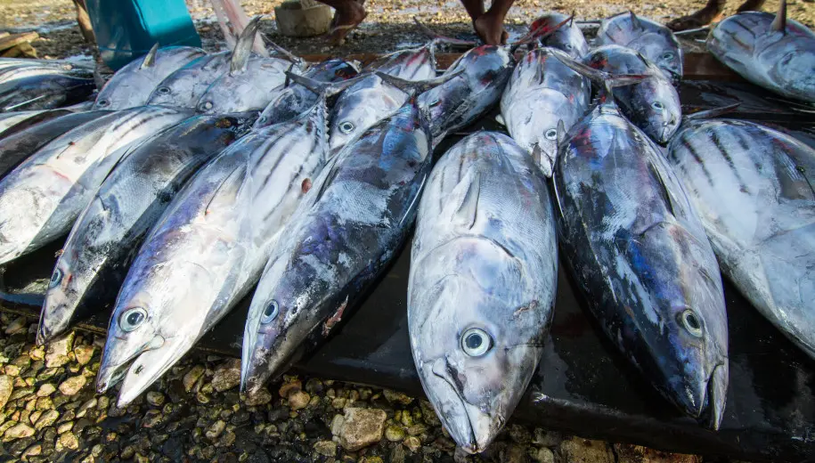 Tuna-sold-at-Solomon-Islands - copyright Filip Milovac WorldFish